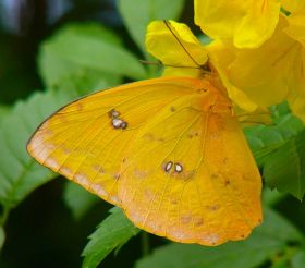Orange-barred Sulphur on Yellow Bells