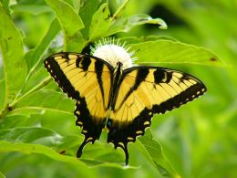 Tiger Swallowtail on Buttonbush