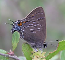 Banded Hairstreak (D. Hardy)