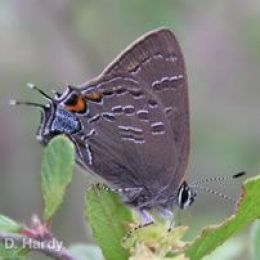 Banded Hairstreak (D. Hardy)