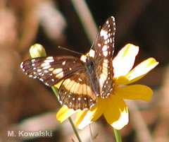Bordered Patch (M. Kowalski)