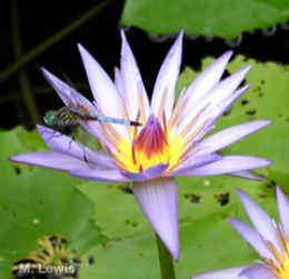 Dragonfly on Water Flower (M. Lewis)