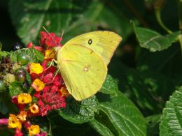 Southern Dogface (Dan Hardy)