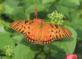 Gulf Fritillary (M. Lewis)