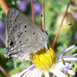 Mallow Scrub-Hairstreak on Fall Aster (R. Rochat)