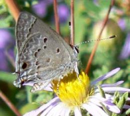 Mallow Scrub-Hairstreak on Fall Aster (R. Rochat)