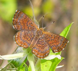 Fatal Metalmark at Hornsby (R. Rochat)