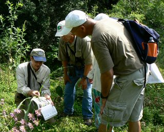 Mike Quinn points out a skipper caterpillar