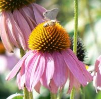 Mallow Scrub-Hairstreak on Purple Coneflower (R. Rochat)
