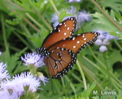 Queen on Eupatorium (M. Lewis)