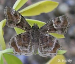 Texas Powdered Skipper (D.Hardy)